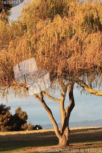 Image of Golden tree and a nearby mountain  