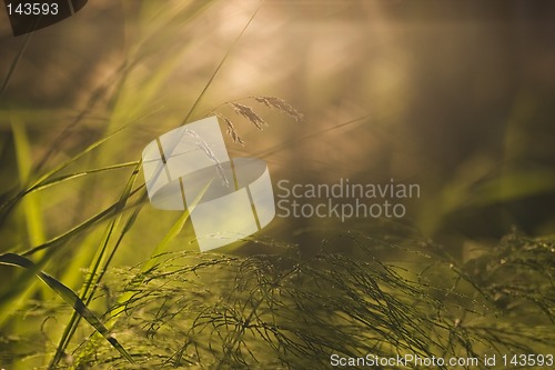 Image of Forest floor close-up