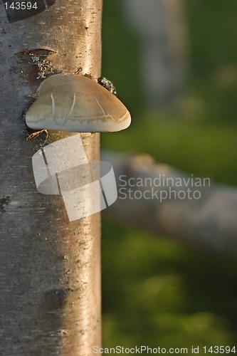 Image of Polypore mushroom on a tree