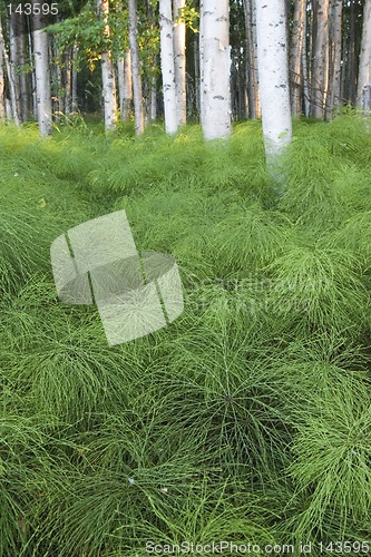 Image of Green floor of the forest