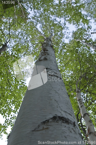 Image of Take a look at birch from beneath