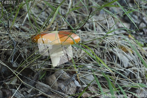 Image of poisonous mushroom