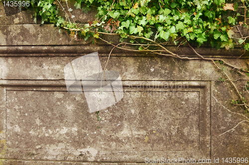 Image of Grunge frame. Ivy over old wall