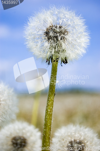 Image of Dandelion field over blue sky