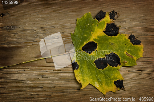 Image of autumn leaf over old board