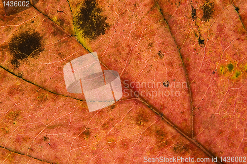 Image of Macro leaf