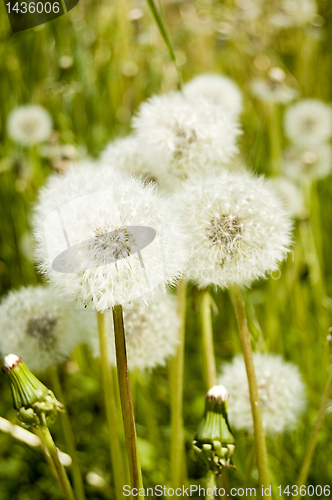 Image of Dandelion field