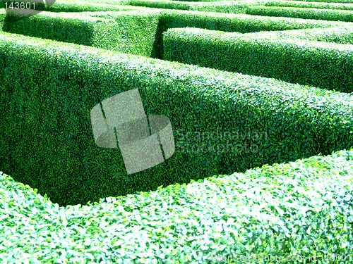 Image of Maze in a garden