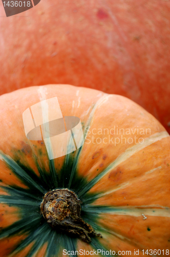 Image of Autumn pumpkin composition