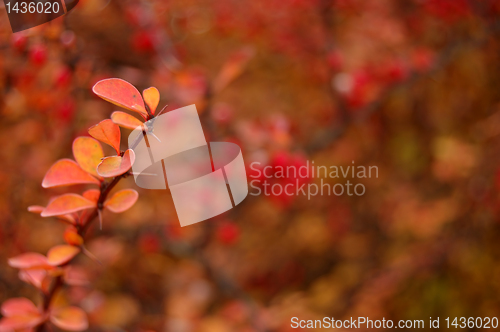 Image of Autumn leaves