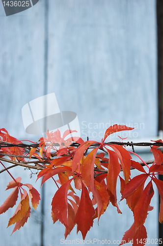 Image of Red autumn leaves