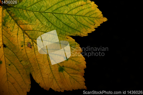 Image of Autumn leaves