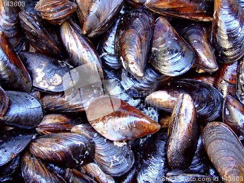 Image of Oysters