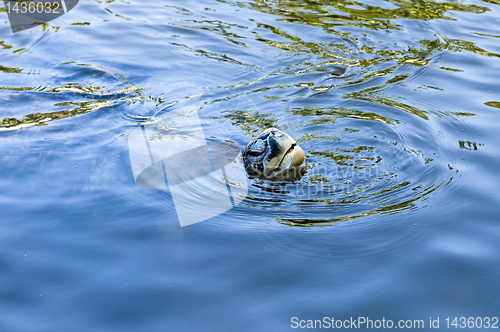 Image of Sea turtle