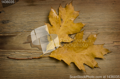 Image of autumn leaf over old board