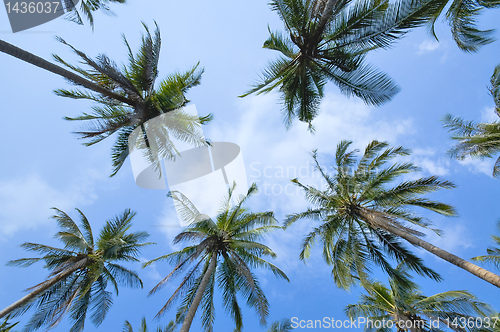 Image of Coconut palms