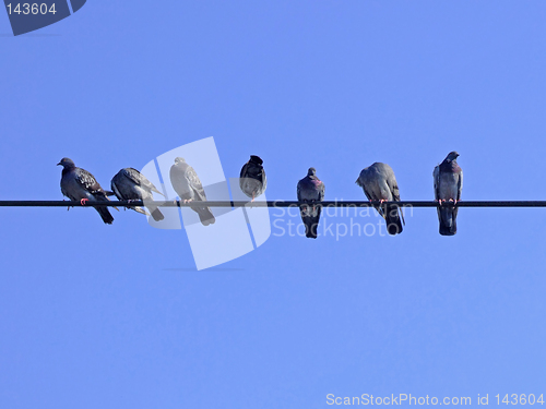 Image of Pigeons on a string