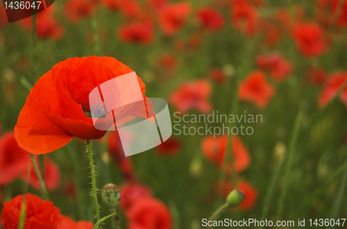 Image of poppy field