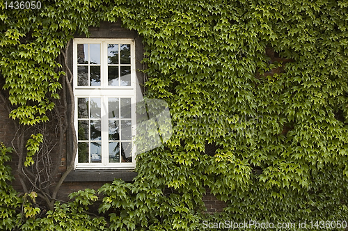 Image of Window with ivy