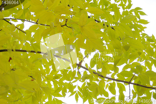 Image of Autumn leaves