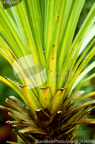 Image of Palm close-up