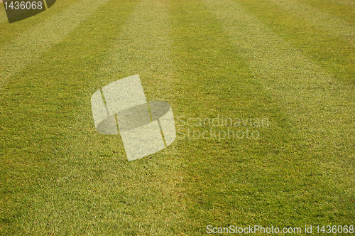 Image of Fresh green grass