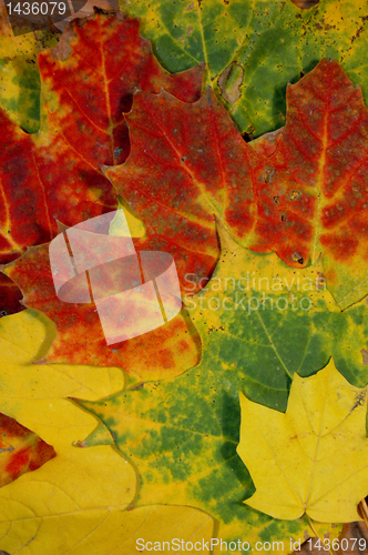 Image of Autumn leaves