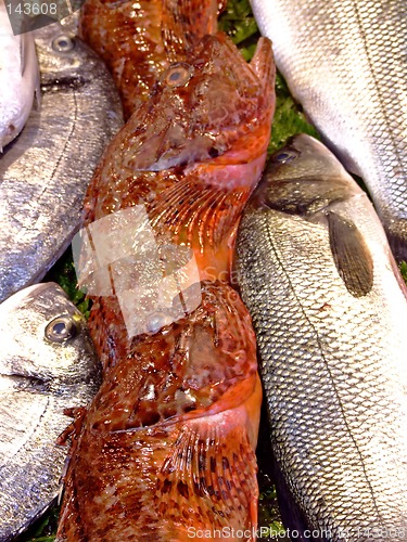 Image of Sea fish