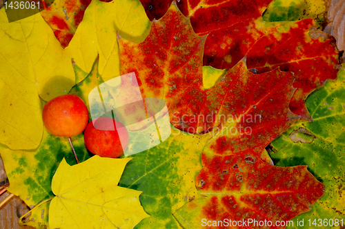 Image of Autumn leaves