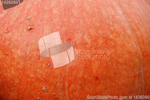 Image of Pumpkin