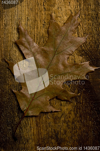 Image of autumn leaf over old board