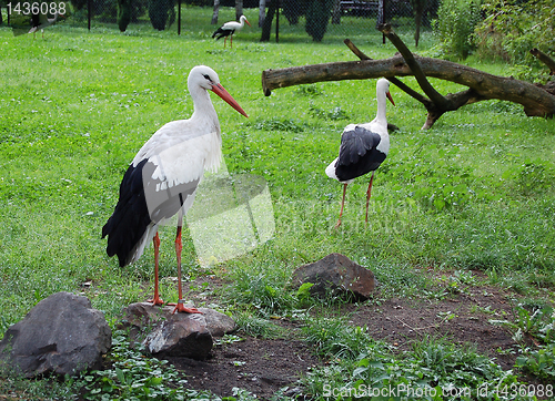 Image of storks