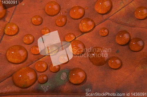 Image of Water drop on autumn leaf