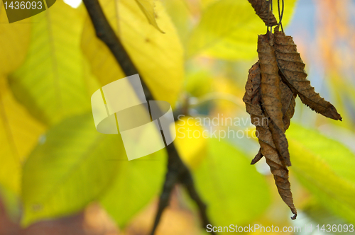 Image of Autumn leaves