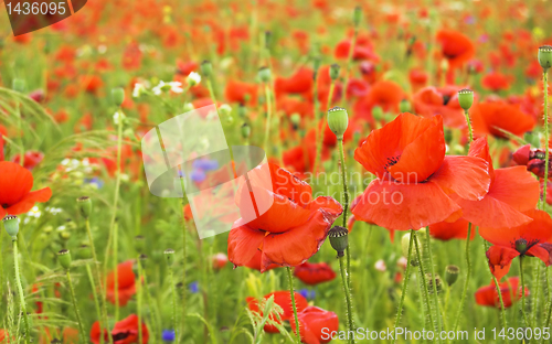 Image of poppy field