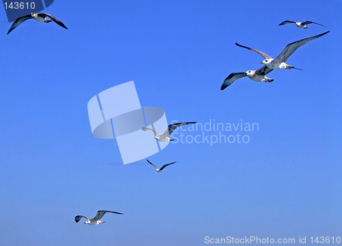 Image of Seagulls