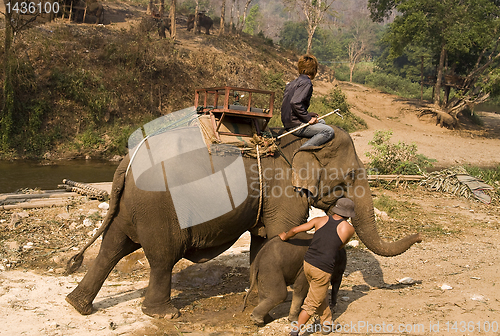 Image of Young and old asian elephants