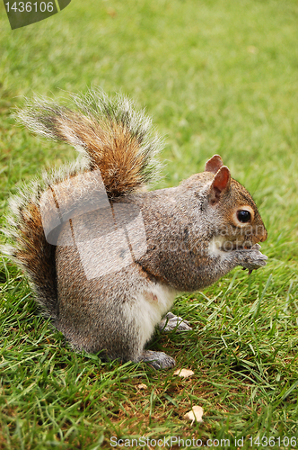 Image of squirrel