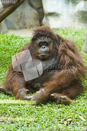 Image of Orangutan sitting on grass