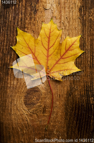 Image of autumn leaf over old board