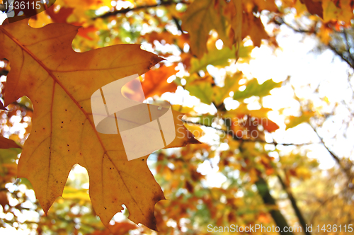 Image of Autumn leaves