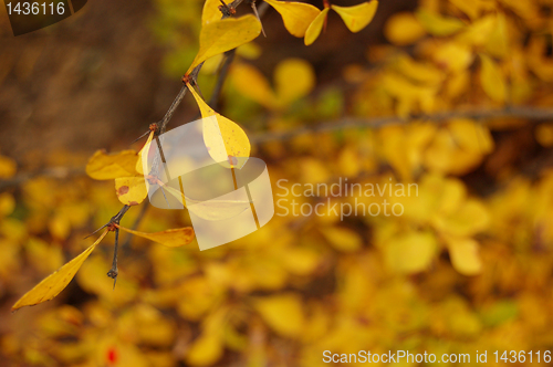 Image of Autumn leaves