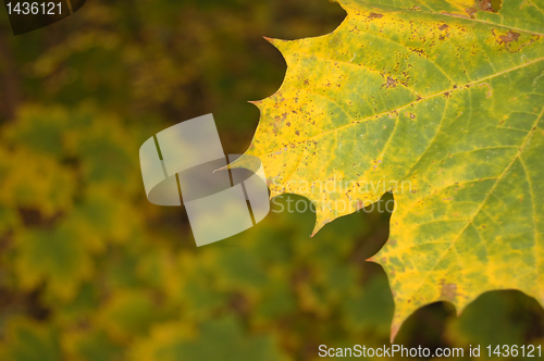 Image of Autumn leaves