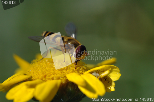 Image of Flower fly