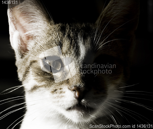 Image of Young cat portrait