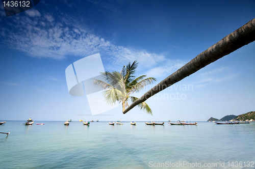 Image of palm and boats on tropical beach