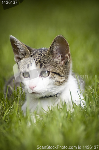 Image of Cute cat in the grass