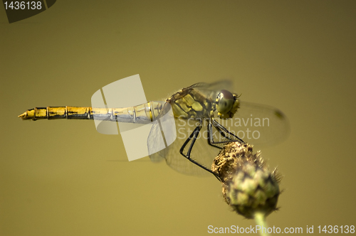 Image of Dragonfly on flower.
