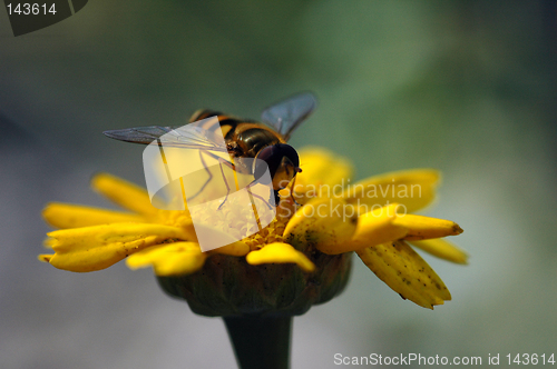 Image of Flower fly