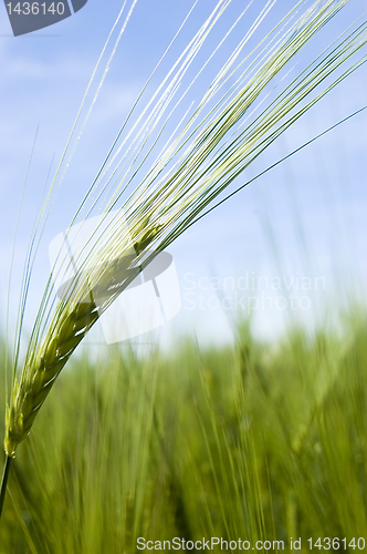 Image of Wheat field on spring